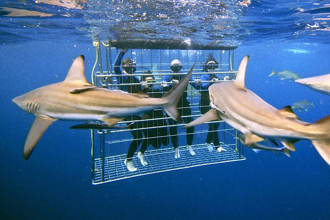 Shark Cage Diving