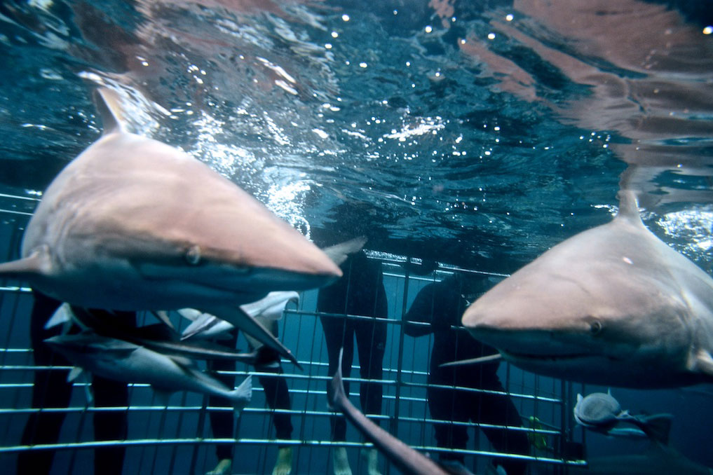 Shark Cage Diving Photo 2
