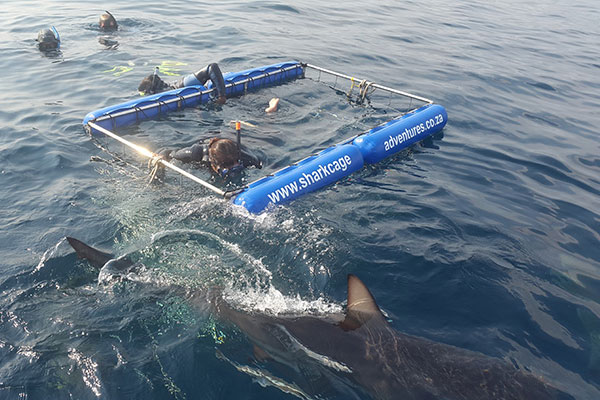 Shark Cage Diving Photo 3