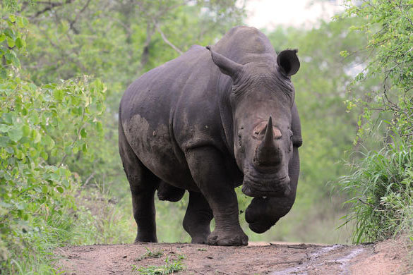 Hluhluwe Game Reserve Photo 3