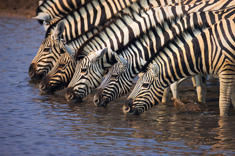 Tala Game Reserve