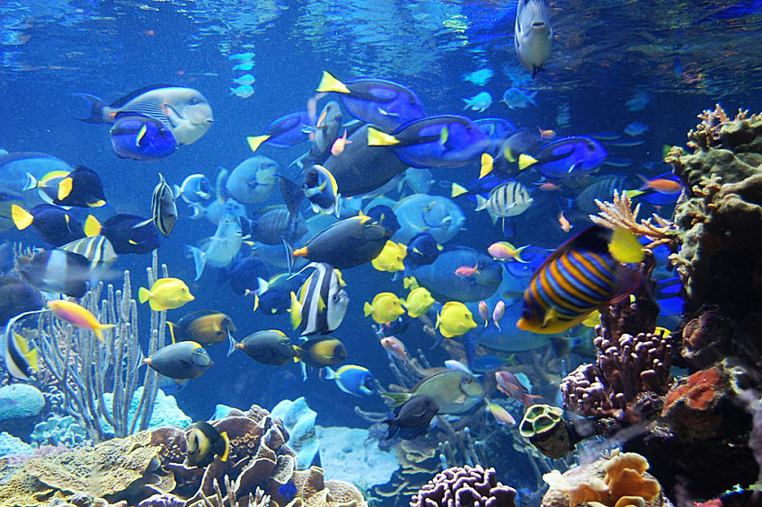 uShaka Marine World Photo 2
