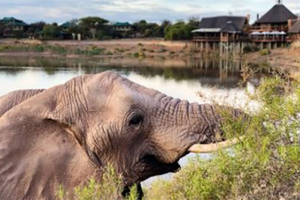 Buffelsdrift Eastern Cape Safari